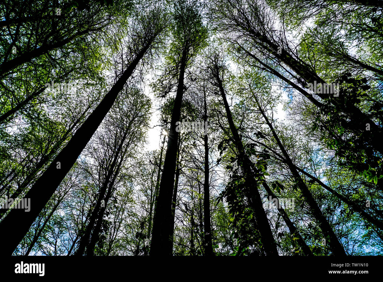 The shadows of the trees can't cover the sky Stock Photo