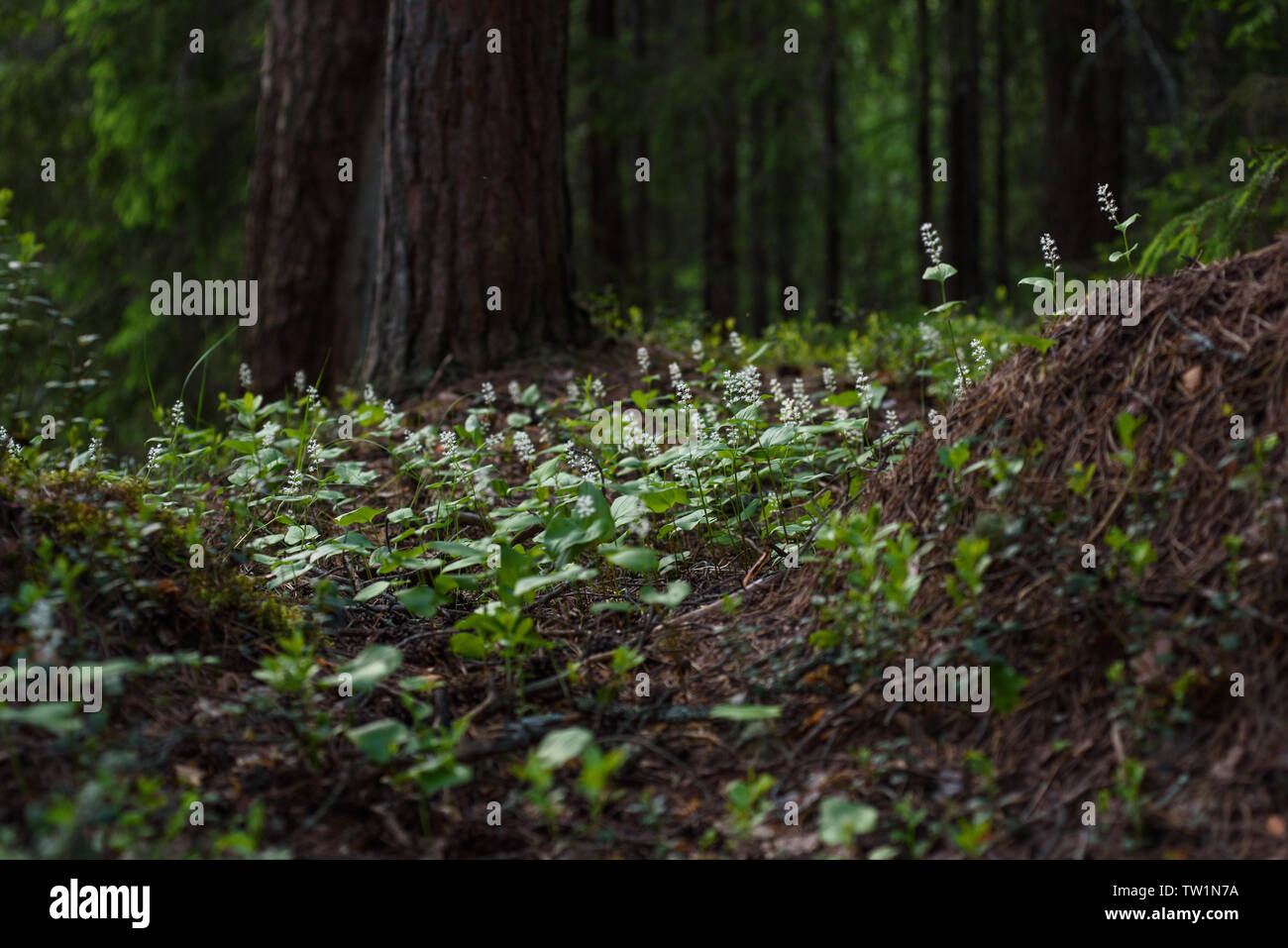 Maianthemum bifolium in the magic atmosphere of the mysterious forest. Stock Photo