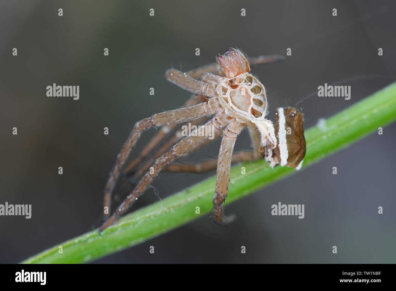 Shed skin of raft spider, Dolomedes fimbriatus Stock Photo