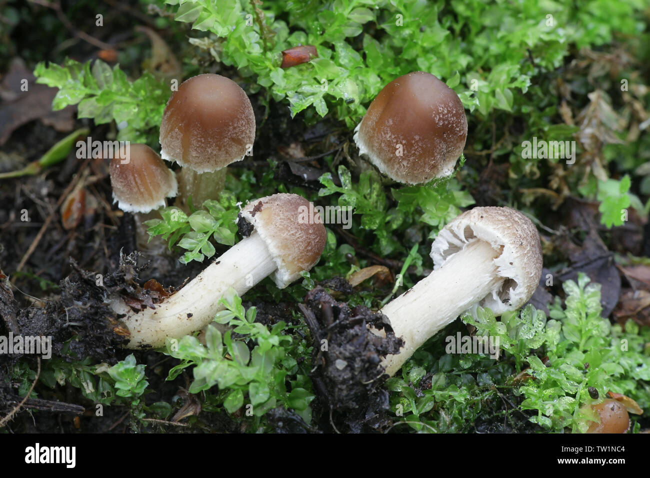 Psathyrella candolleana, known as pale brittlestem mushroom or common