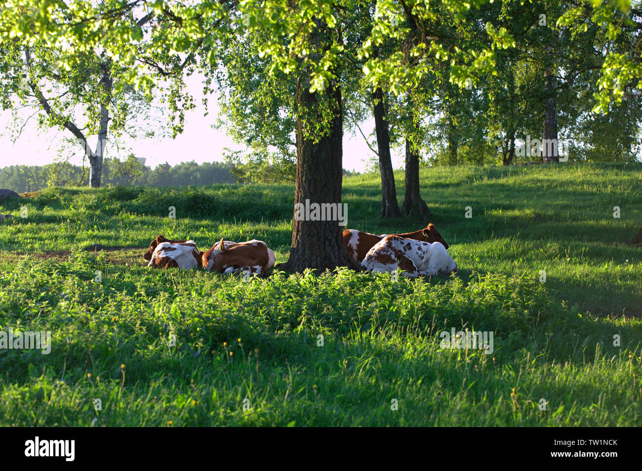 Cattle resting on a beautiful field pasture in Finlad Stock Photo