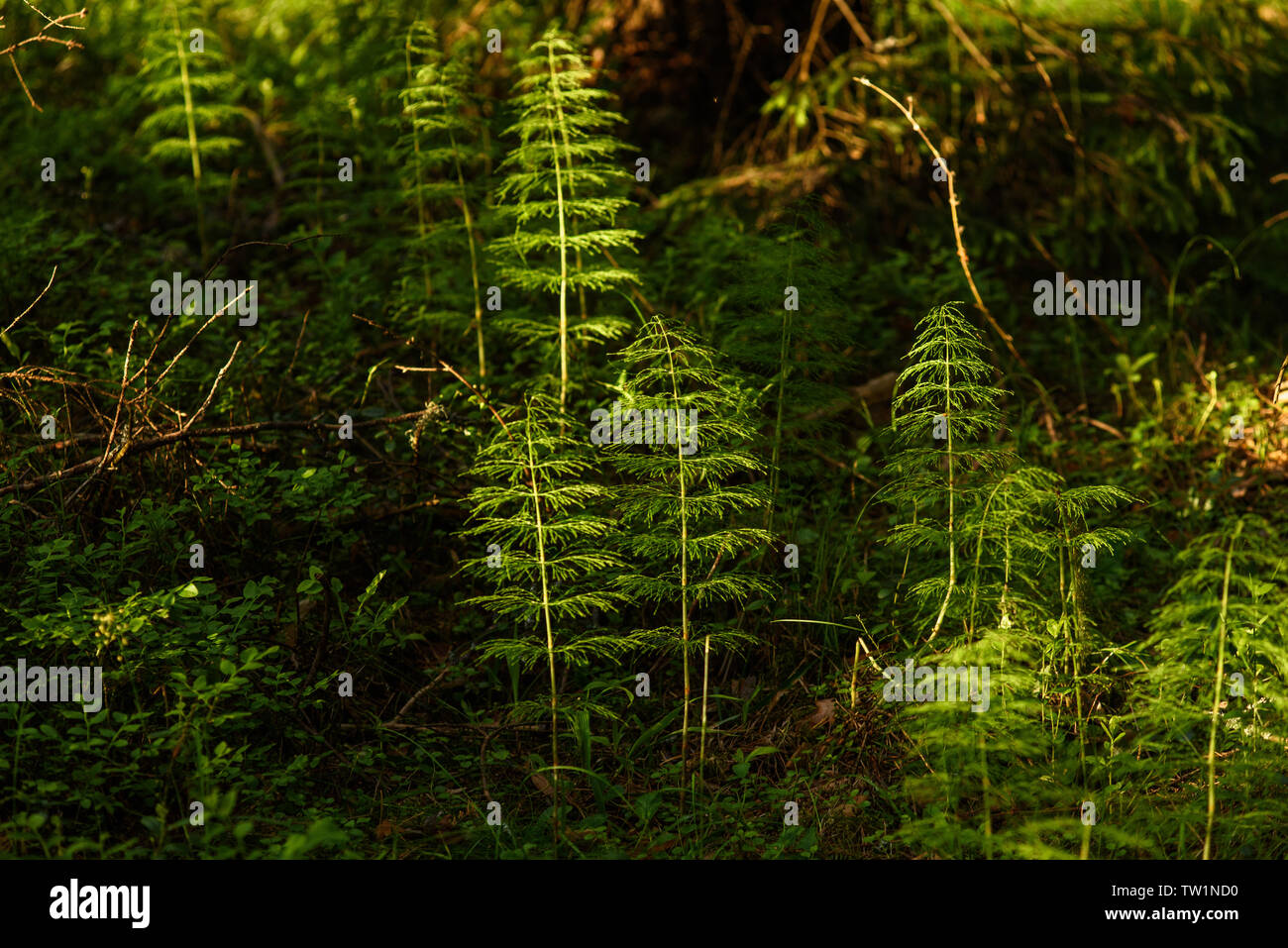 Horsetail in the sunset among the tall firs and pines in the forest
