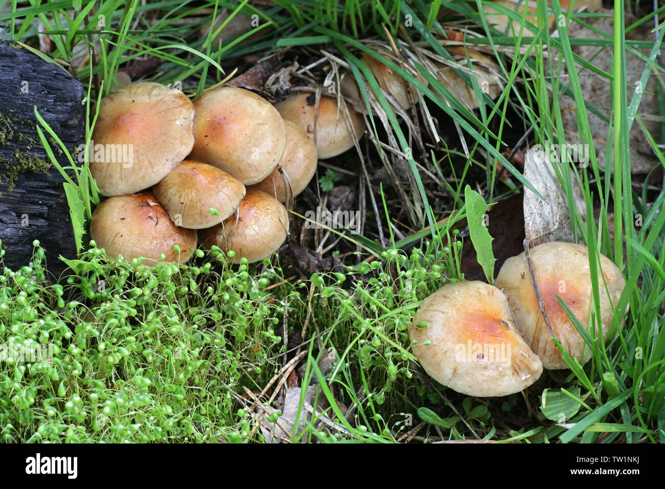 Pholiota highlandensis, known as the bonfire scalycap, and  Funaria hygrometrica, known as the bonfire moss, pioneer species of burned ground and fore Stock Photo