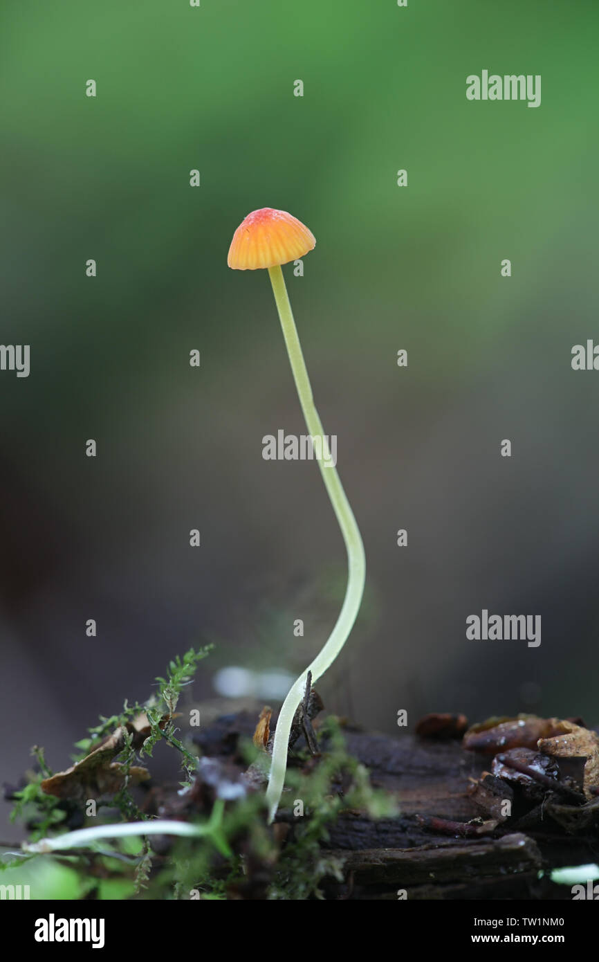 Mycena acicula, commonly known as the orange bonnet, or the coral spring Mycena Stock Photo