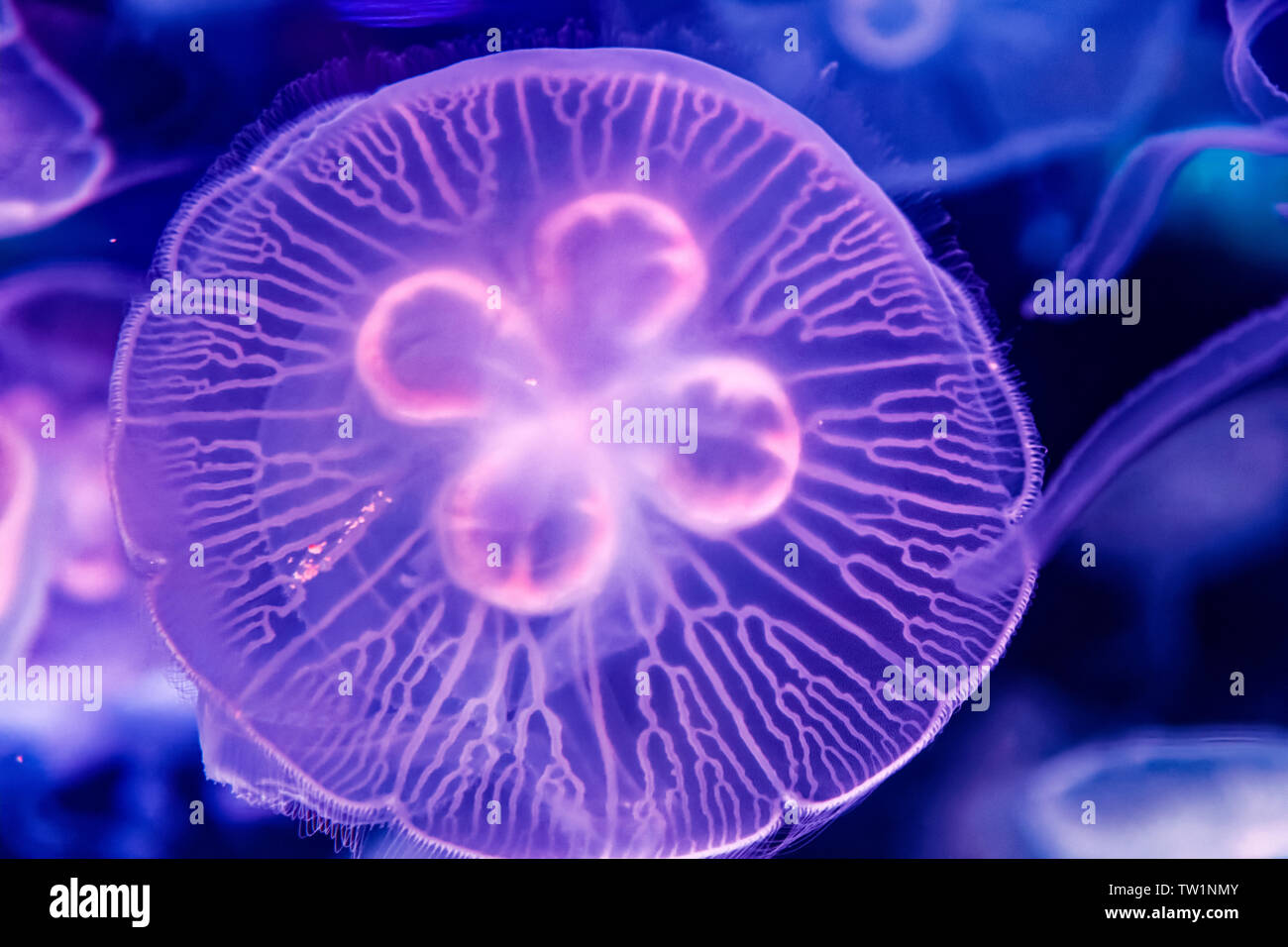 Shanghai Haichang Ocean Park jellyfish Stock Photo Alamy