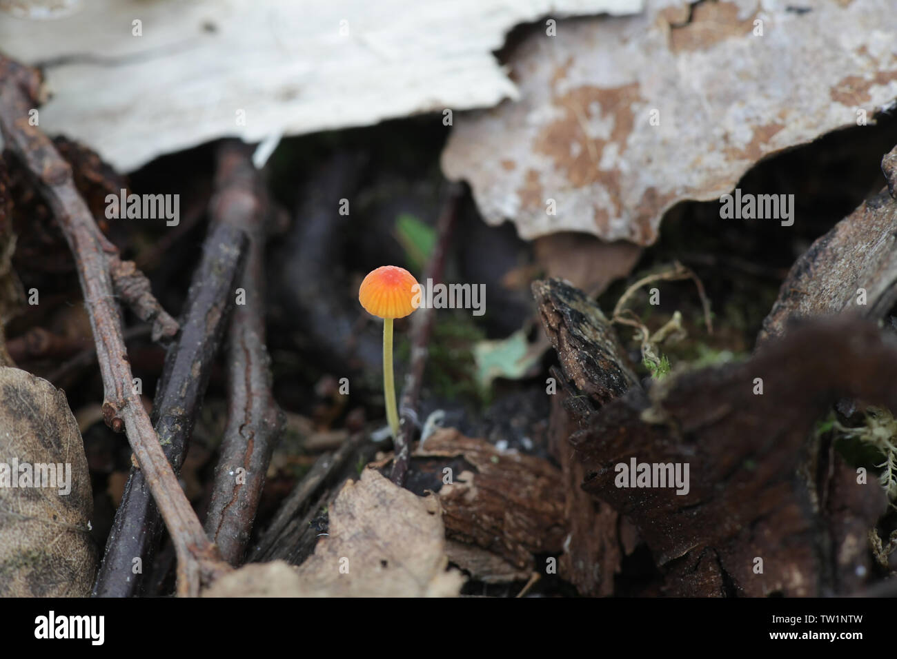 Mycena acicula, commonly known as the orange bonnet, or the coral spring Mycena Stock Photo