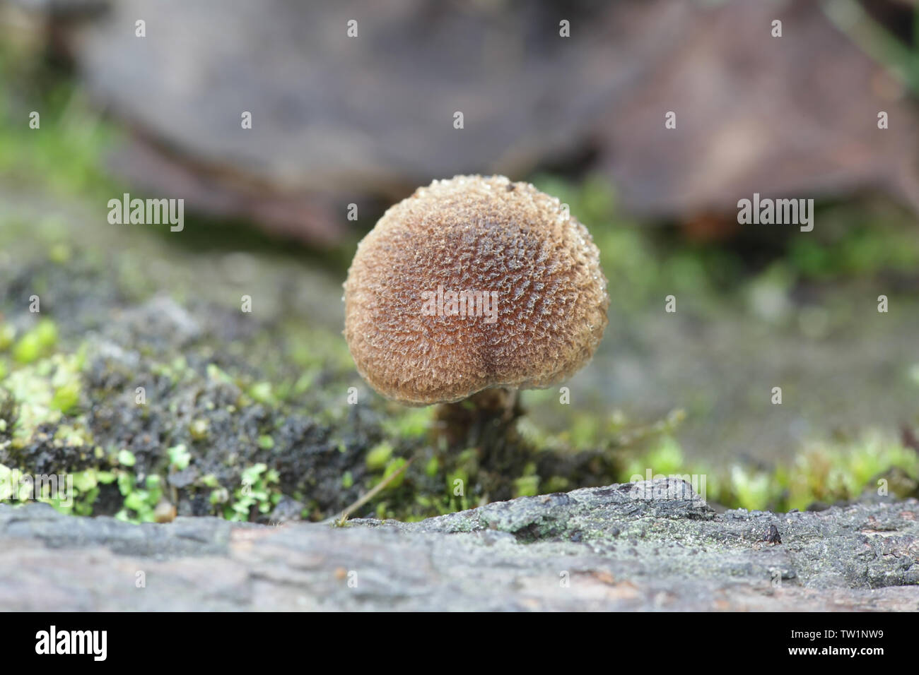 Inocybe lacera, commonly known as the torn fibrecap, a poisonous mushroom from Finland Stock Photo