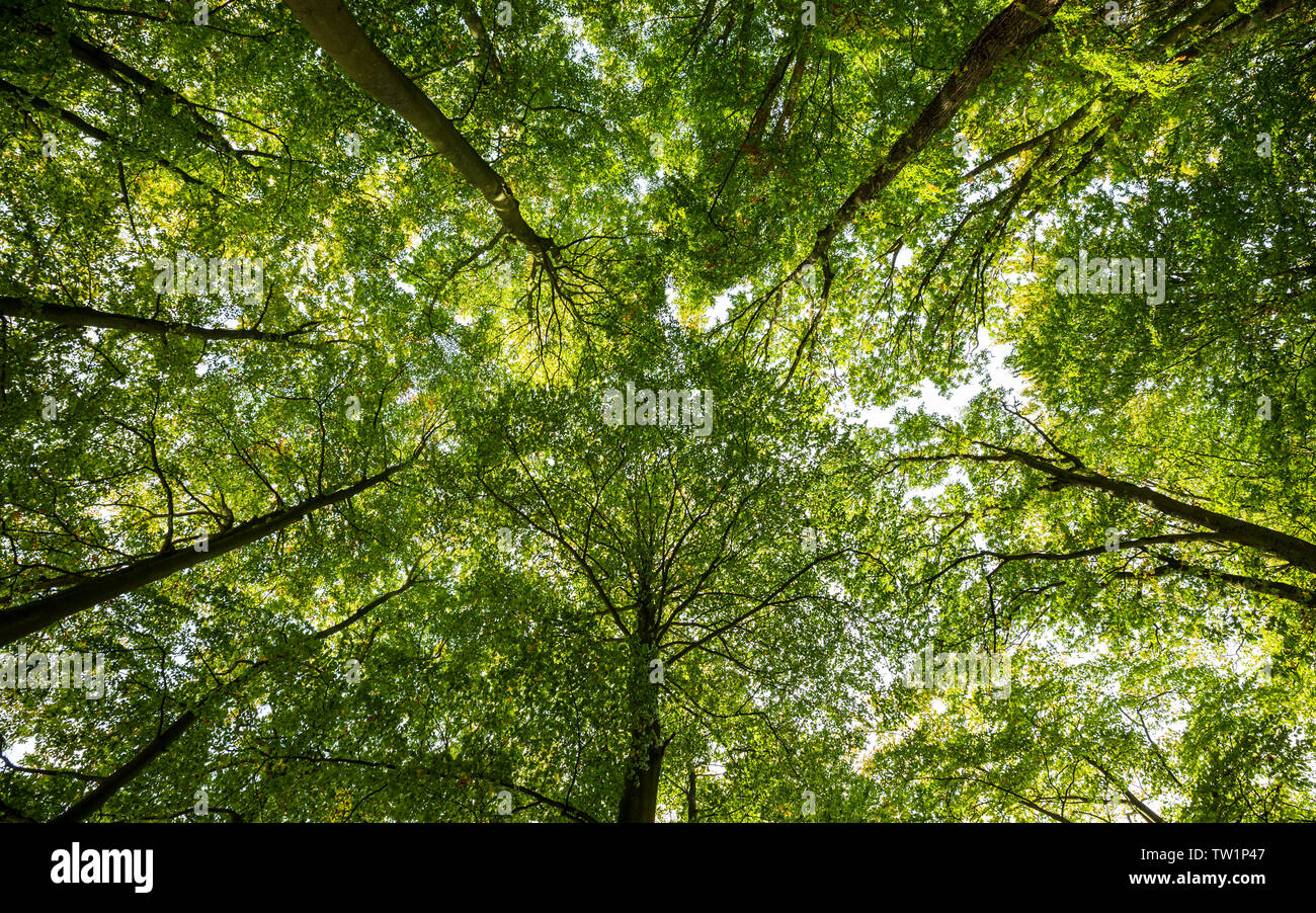 Tree canopy from below hires stock photography and images Alamy