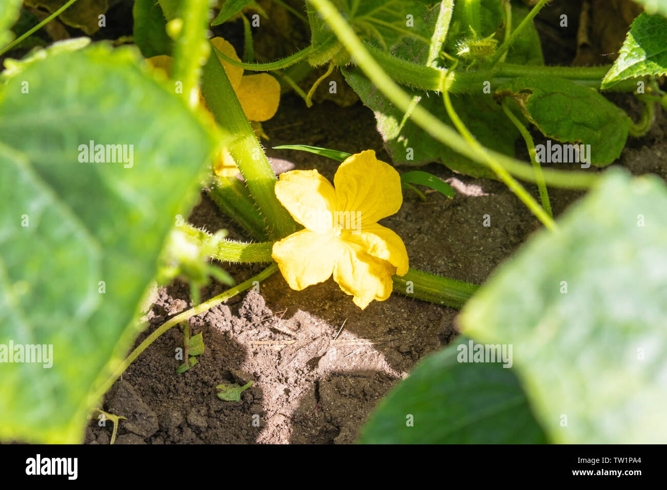 Flowering cucumbers in the garden, beautiful little yellow flowers from