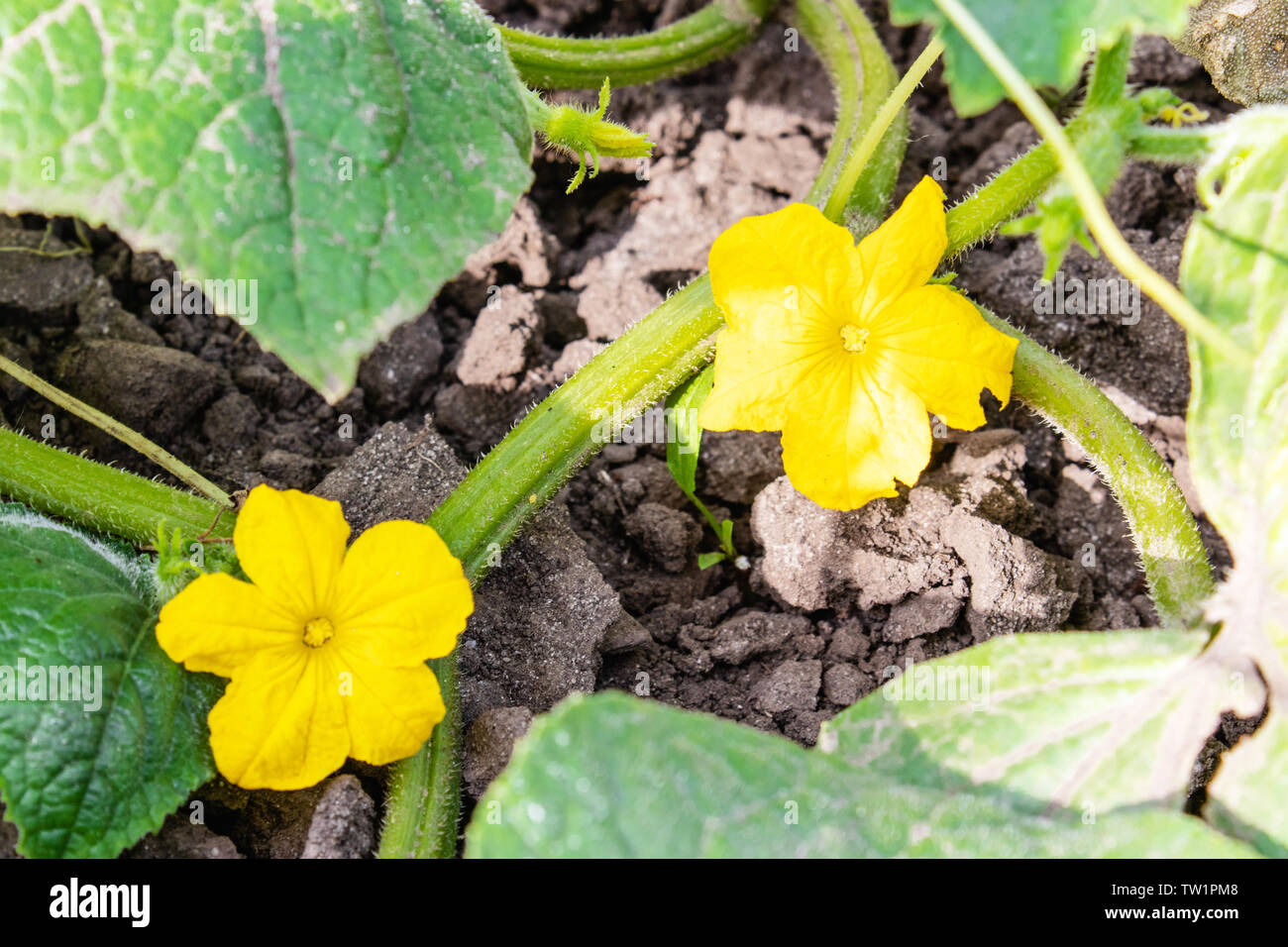 Flowering cucumbers in the garden, beautiful little yellow flowers from
