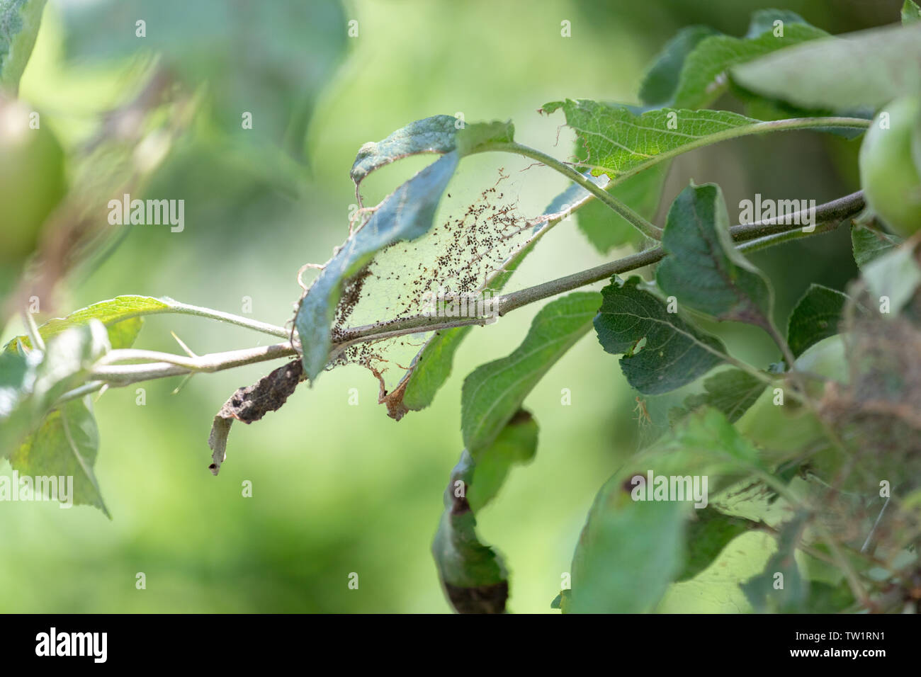 caterpillar nest on an apple tree Stock Photo Alamy