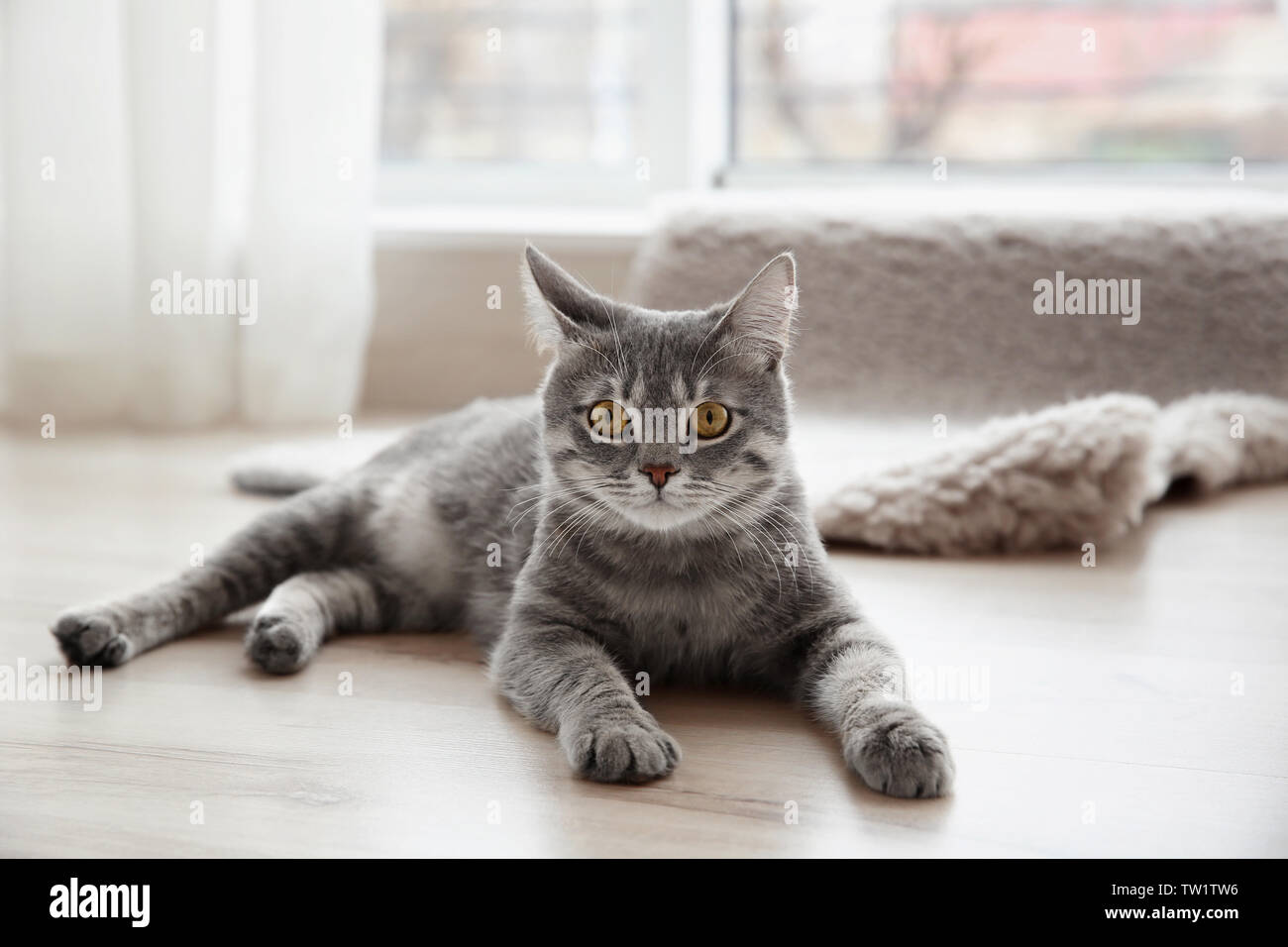 Cute tabby cat lying on floor at home Stock Photo - Alamy
