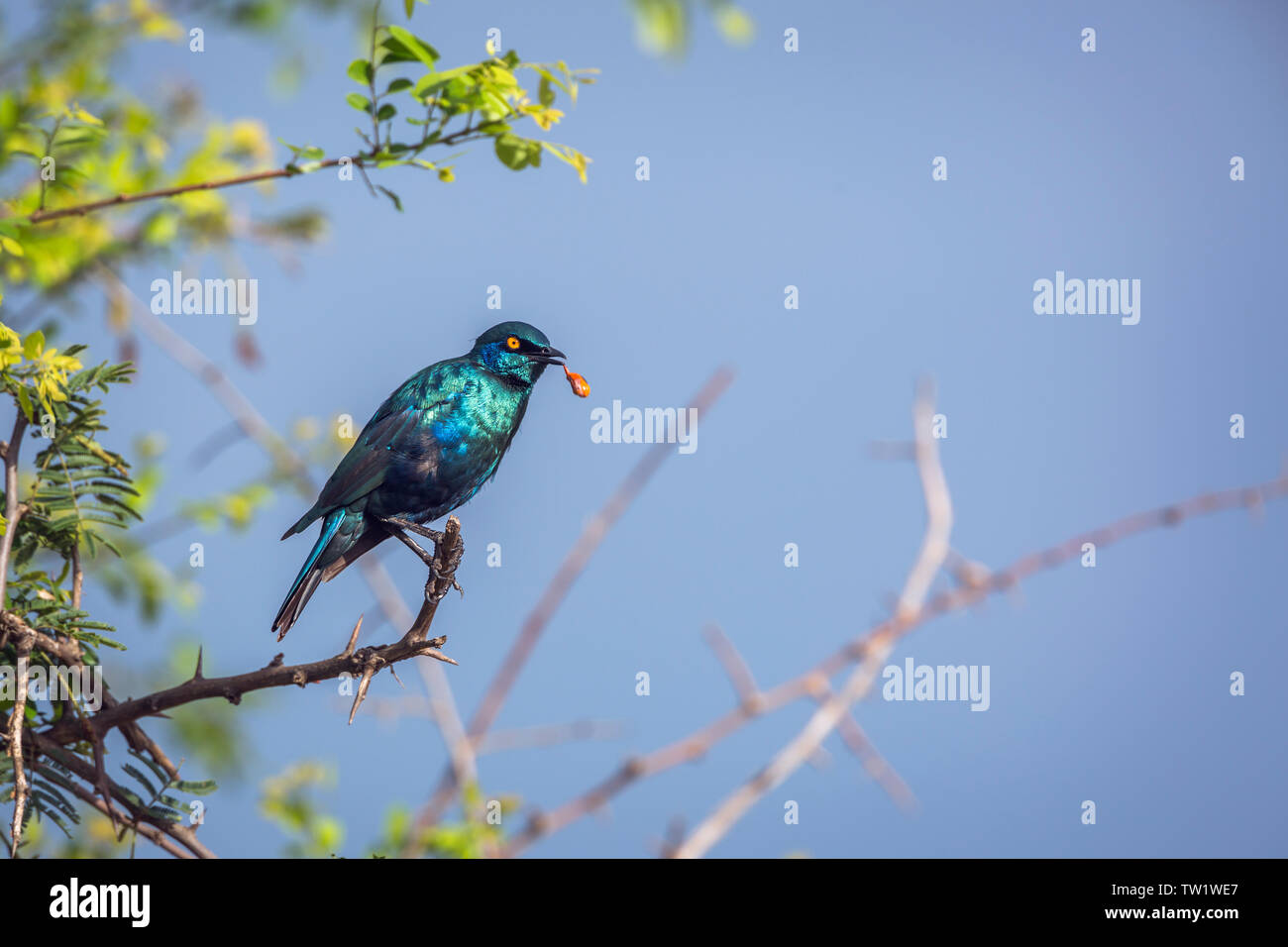 Greater Blue-eared Glossy Starling regurgitating in Kruger National park, South Africa ; Specie Lamprotornis chalybaeus family of Sturnidae Stock Photo