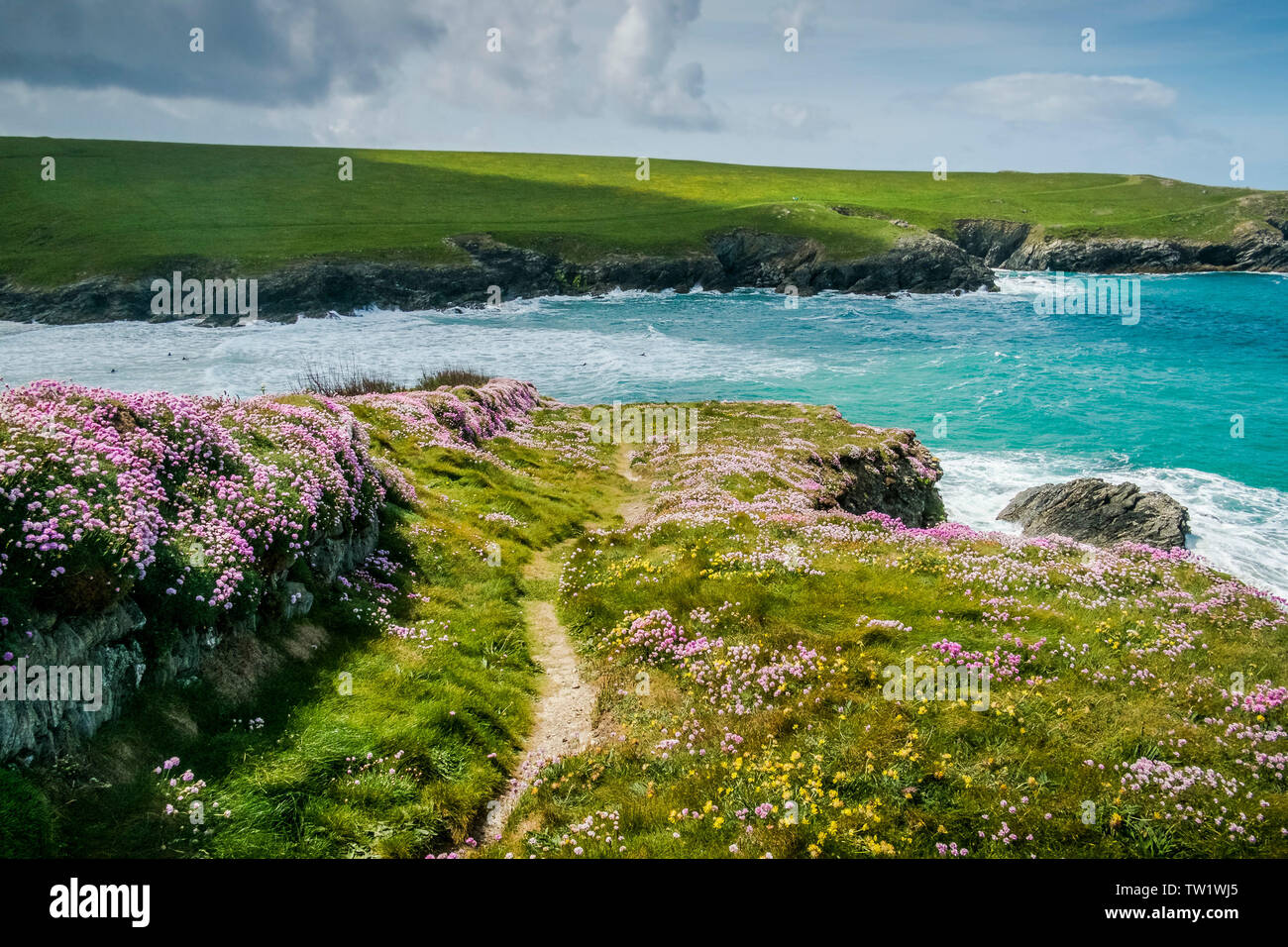 Sea Thrift Armeria maritima growing on a wall along the South West Coast Path on the wild rugged coast at Polly Porth Joke in Newquay in Cornwall. Stock Photo