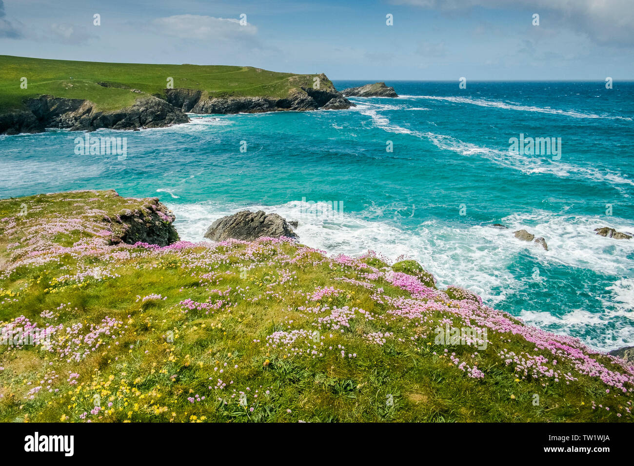 Sea Thrift Armeria maritima growing on the wild rugged coast at Polly Porth Joke in Newquay in Cornwall. Stock Photo
