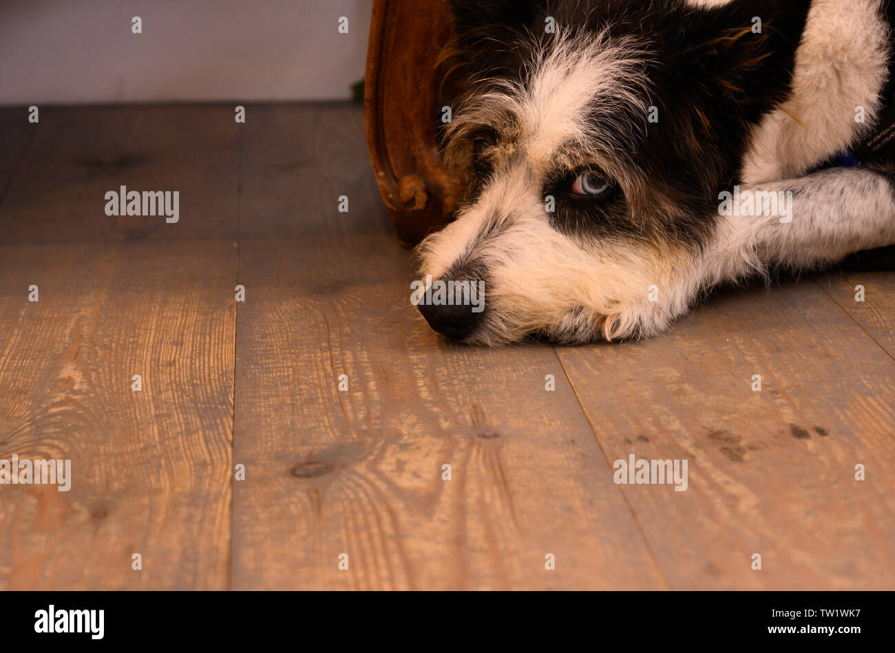 Bored Dog in a gallery Stock Photo