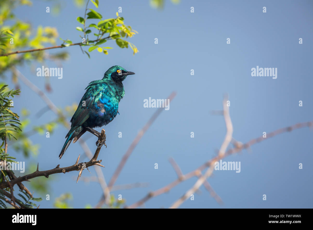 Greater Blue-eared Glossy Starling isolated in blue background in Kruger National park, South Africa ; Specie Lamprotornis chalybaeus family of Sturni Stock Photo