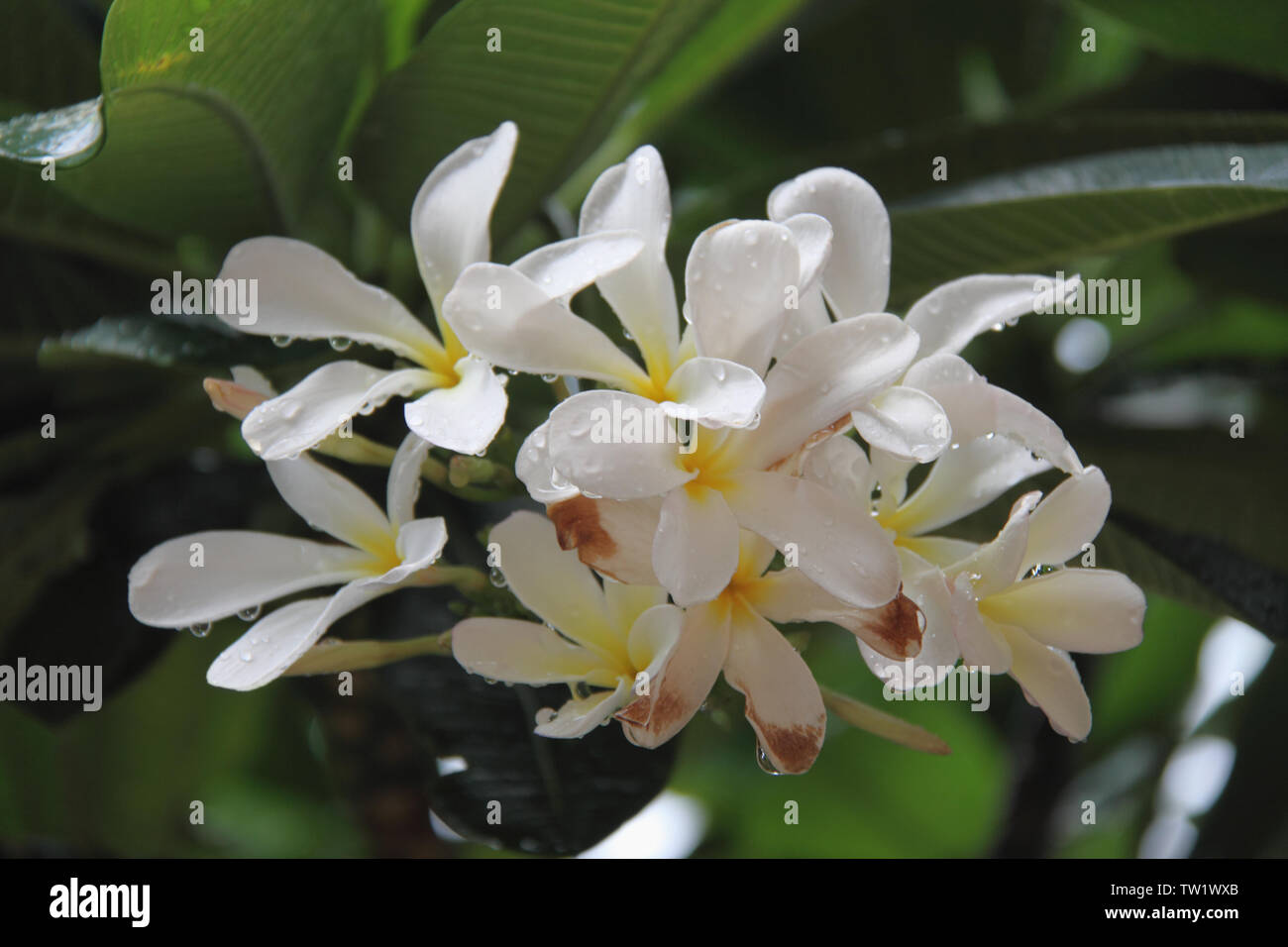 Dewdrops on Jasmine flowers Stock Photo