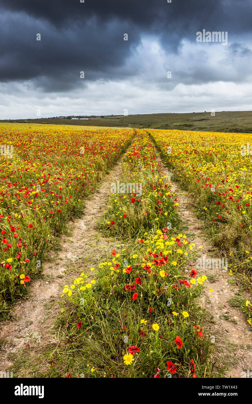 Tractor tyre marks in a field full of Common Poppies Papaver rhoeas and Corn Marigolds Glebionis segetum on West Pentire in Newquay in Cornwall. Stock Photo