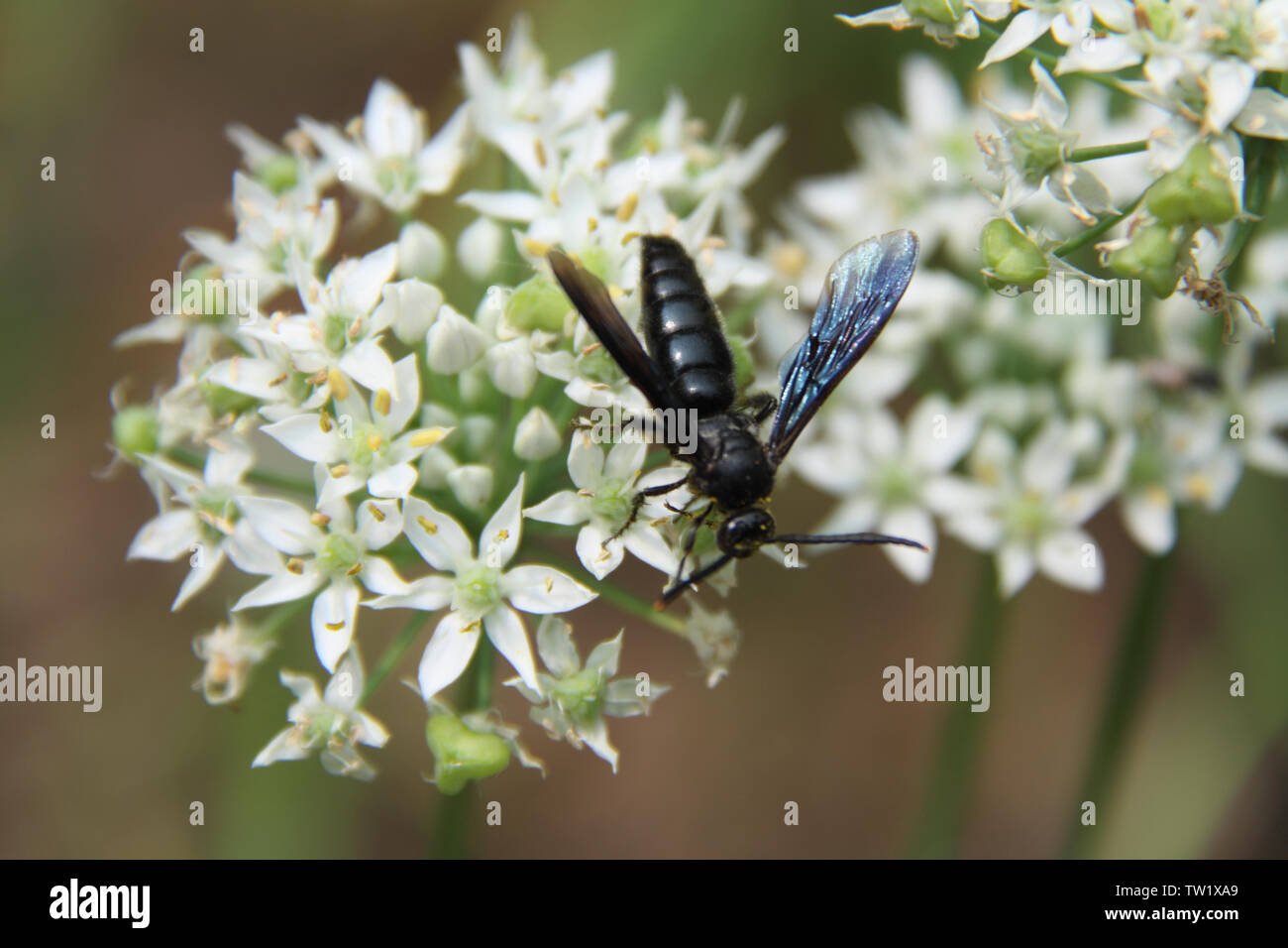 Indian honey bees hi-res stock photography and images - Alamy