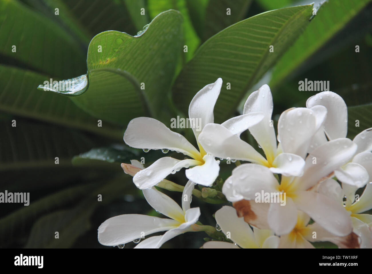 Dew on Jasmine flowers Stock Photo
