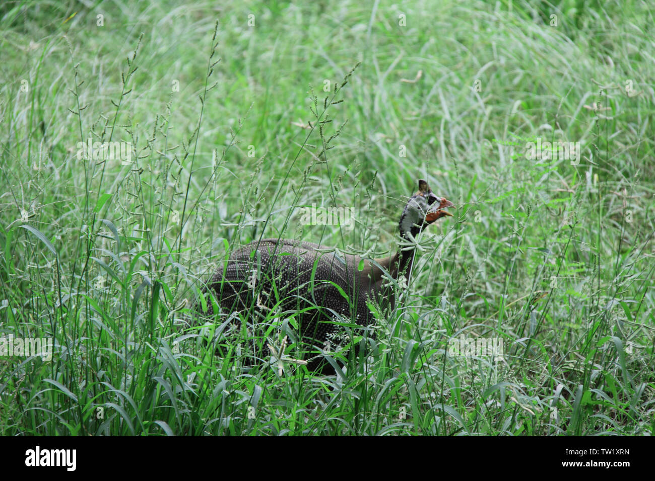 Tinamou in a field, India Stock Photo