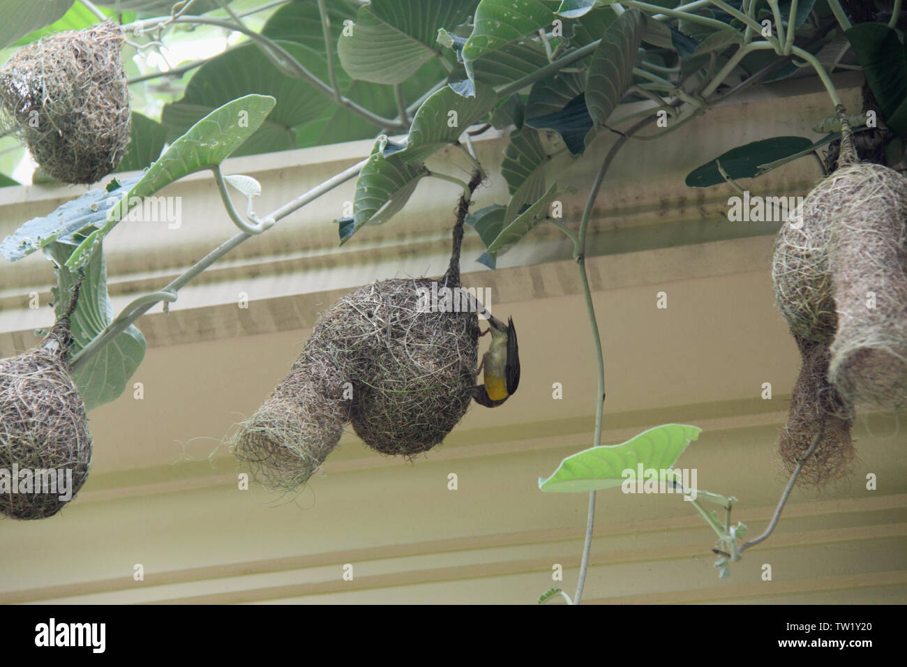 Baya Weaver (Ploceus philippinus) on its nest, India Stock Photo
