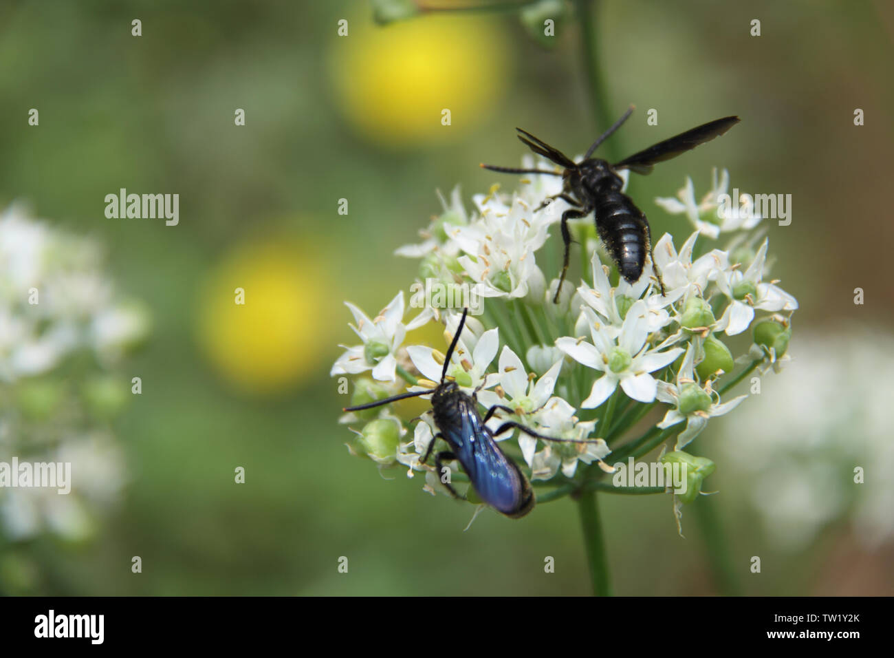 Indian honey bees hi-res stock photography and images - Alamy