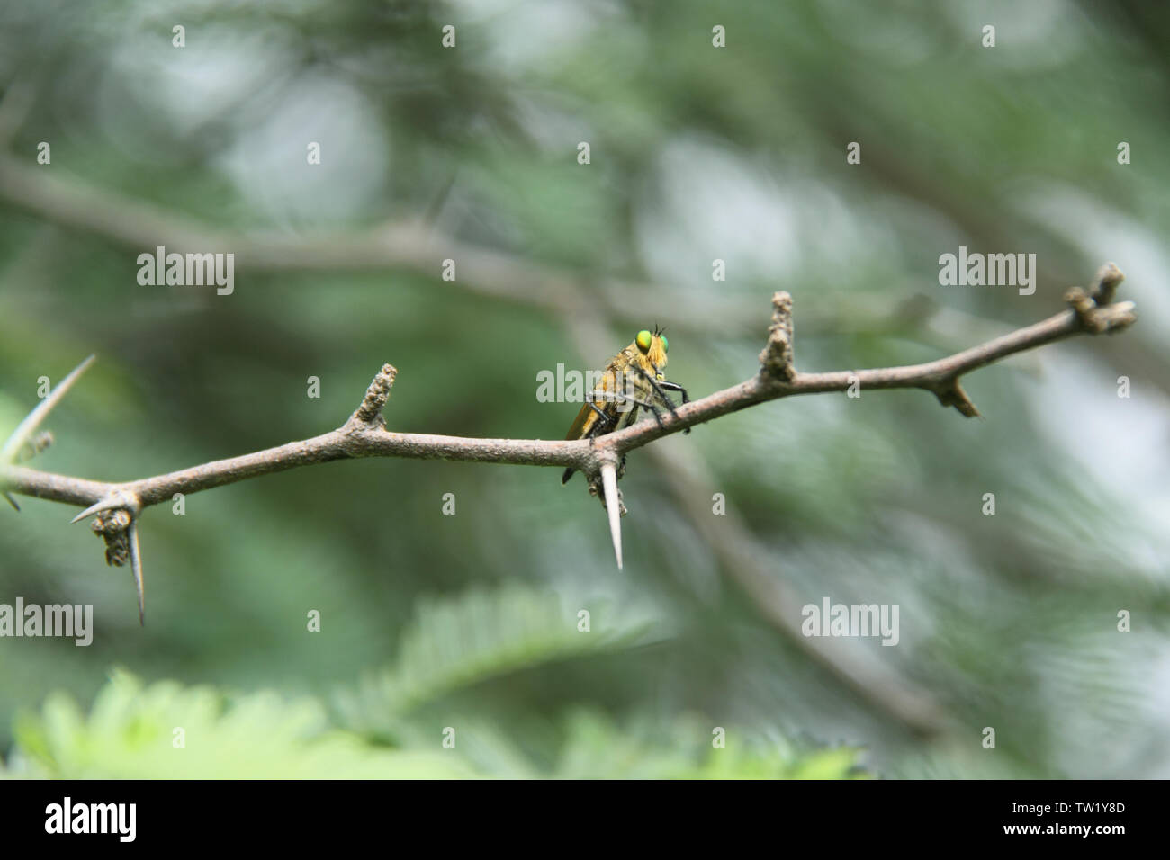 Grasshopper on a twig Stock Photo