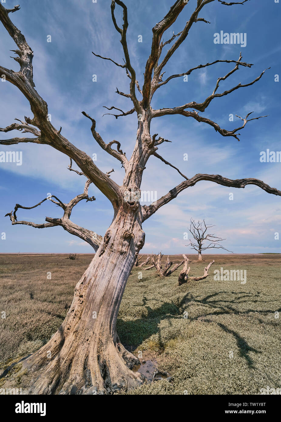 Dead trees on Porlock Marsh on a sunny day with blue sky portrait format Stock Photo