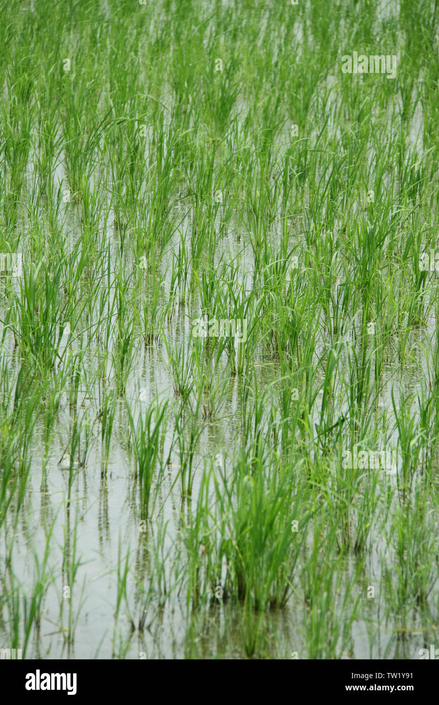 Rice crop in a field, India Stock Photo Alamy