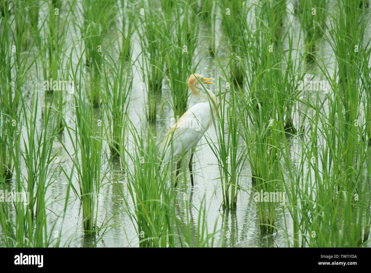 Cattle egret in a rice field, India Stock Photo Alamy