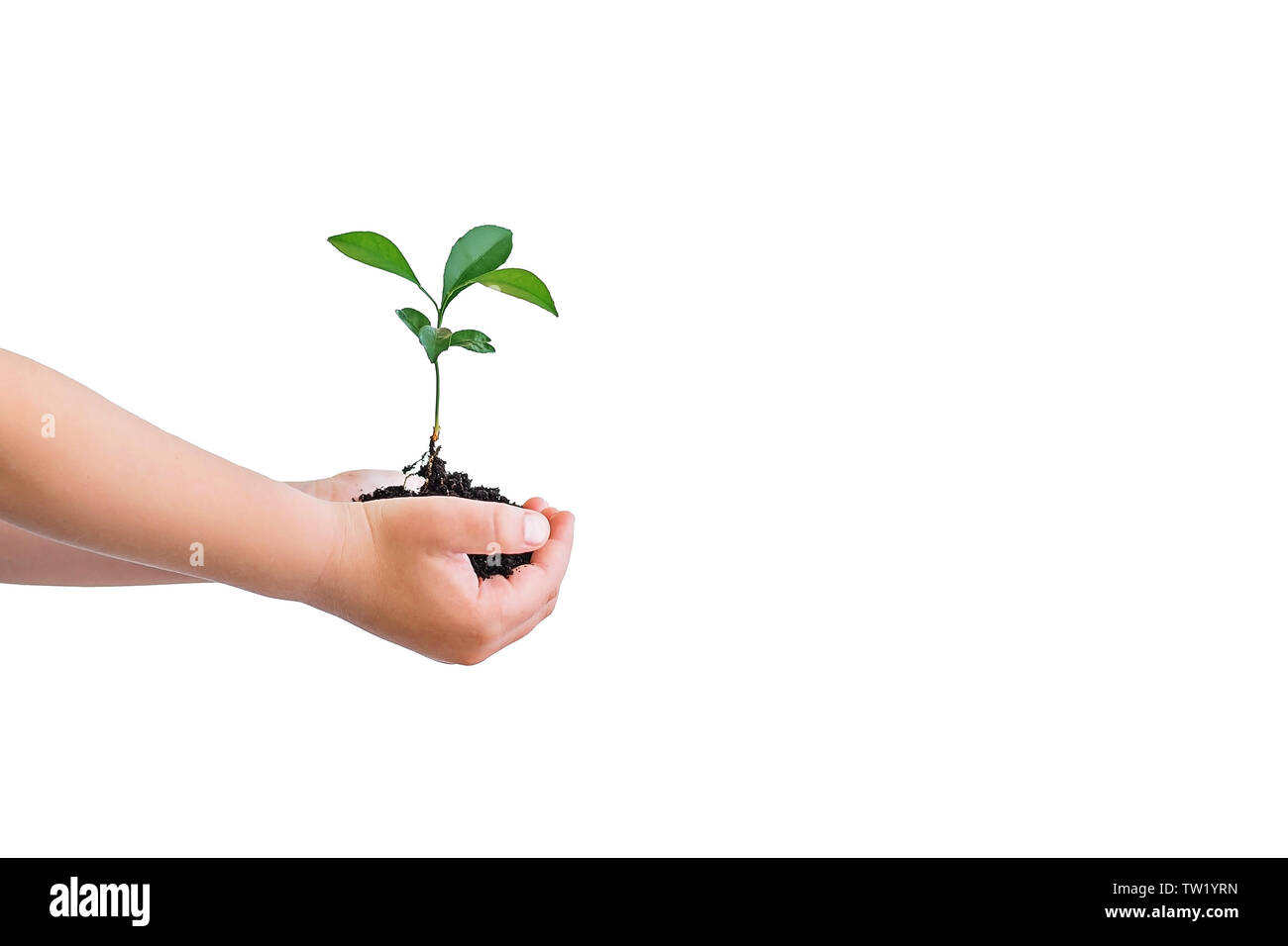 Small green plant cupped in child's hands isolated on white. Copy space. Stock Photo