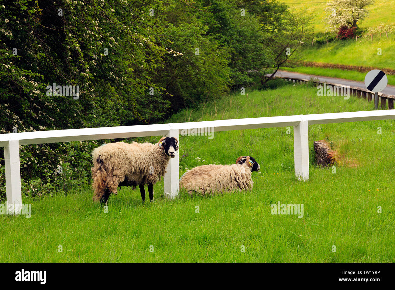 Free Roaming Sheep In Huton Le Hole On The Edge Of North York Moors England Uk Stock Photo Alamy