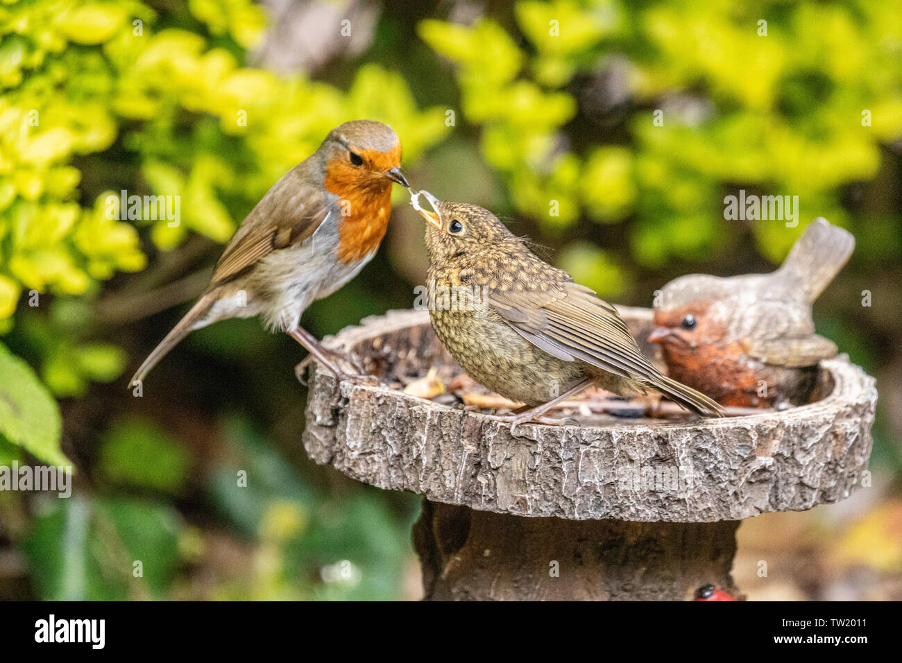 European adult robin (erithacus rubecula) feeding recently fledged juvenile robin Stock Photo