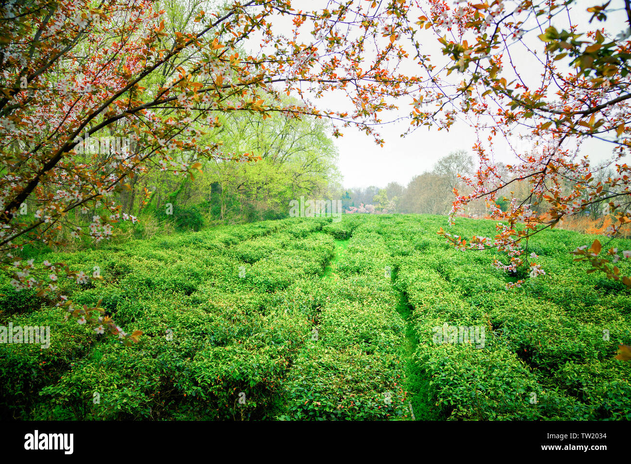Nanjing Yuhuatai martyrs cemetery tea garden. Stock Photo