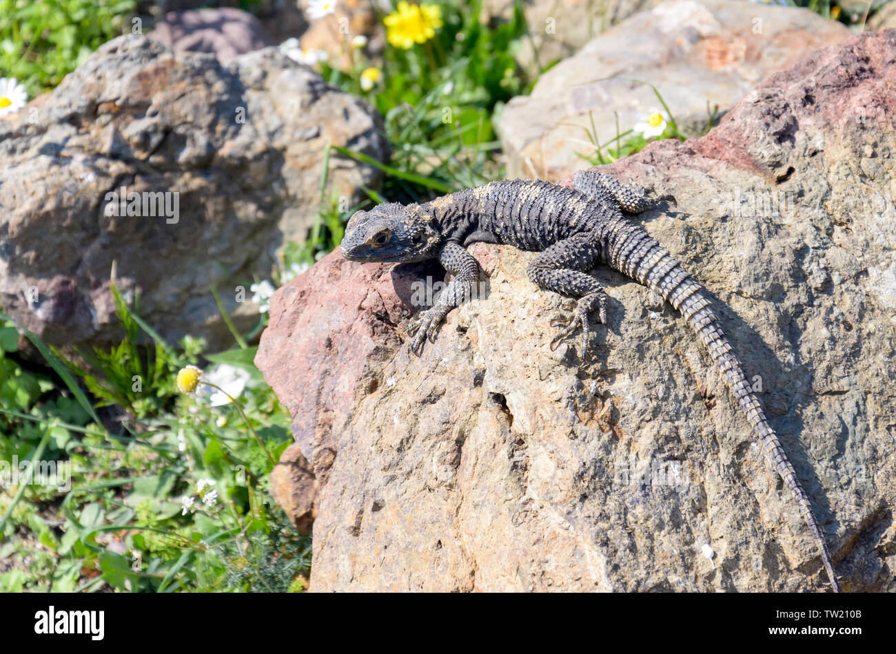 Lizard on rock Stock Photo Alamy