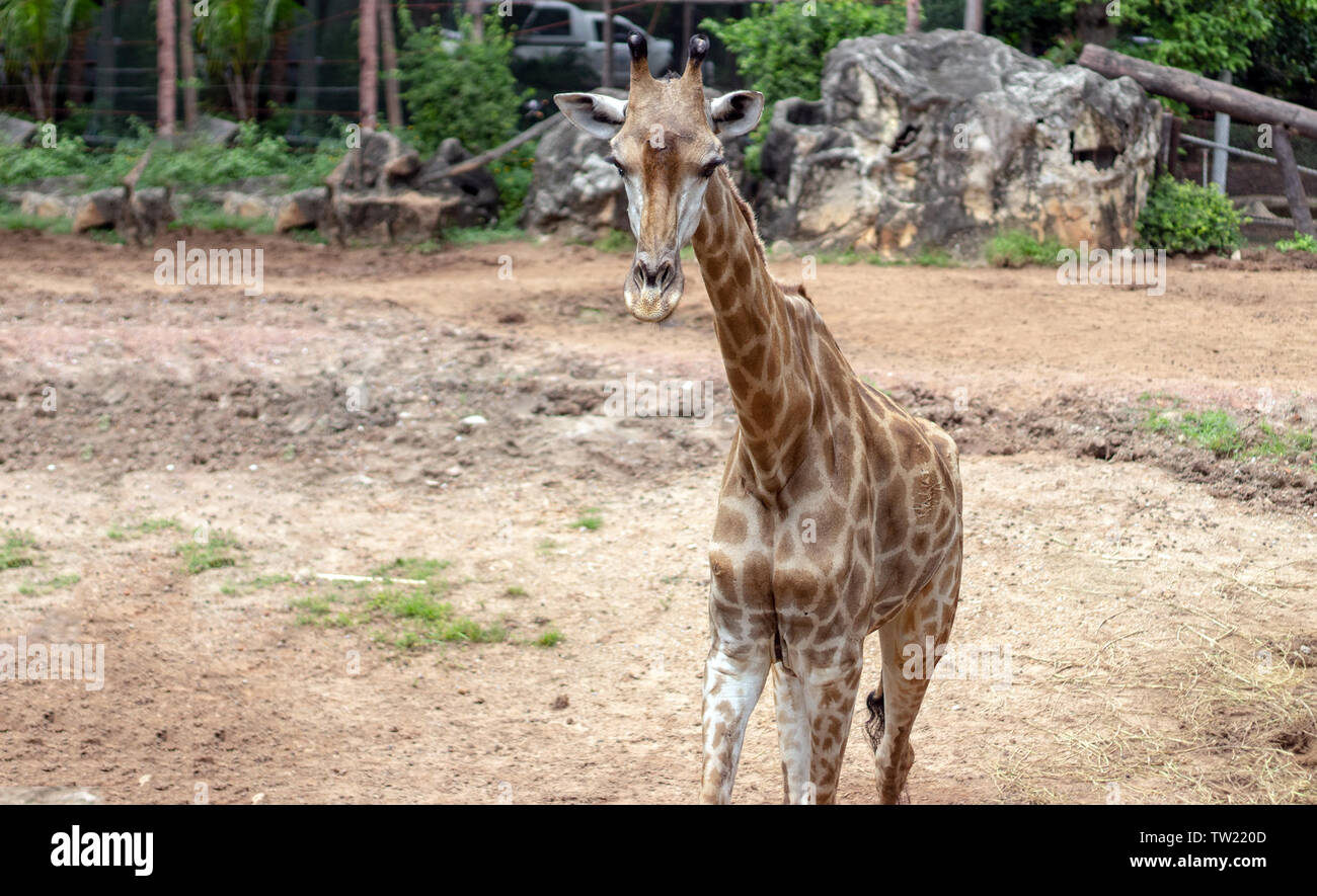 girraffe animal at zoo Stock Photo