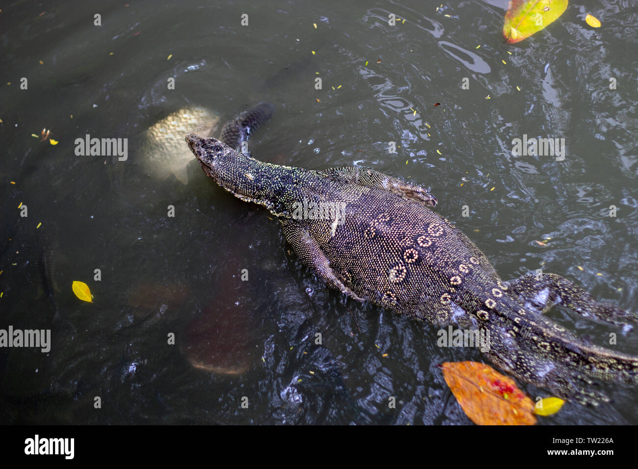 komodo lizard animal on water with fish Stock Photo