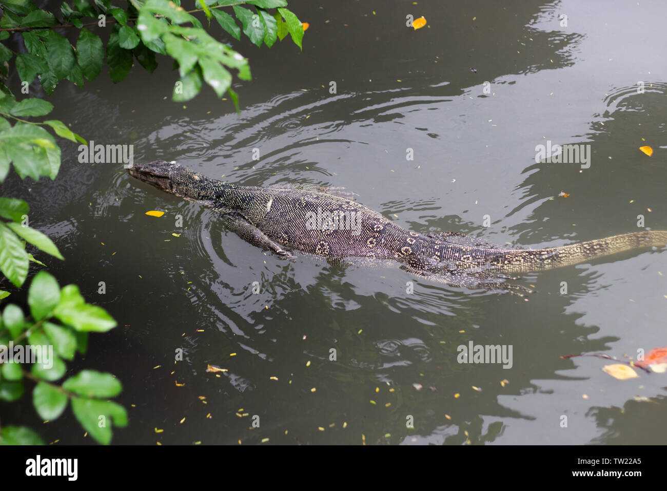 komodo lizard animal on water. wildlife animal photo Stock Photo