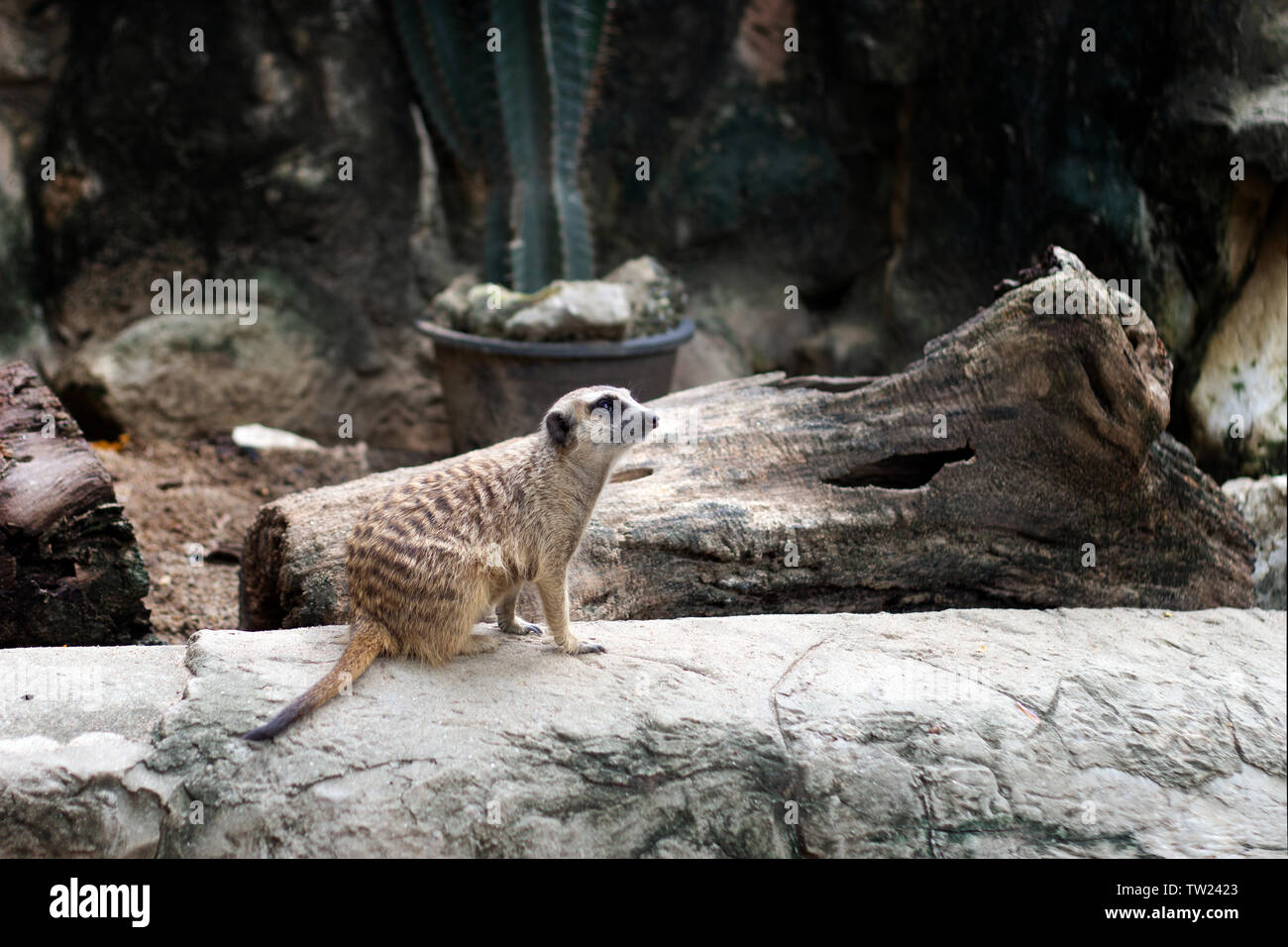 standing small meerkat at zoo in wildlife animal photo. Stock Photo