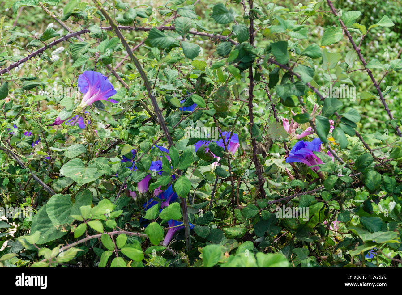 ipomoea in portugal Stock Photo