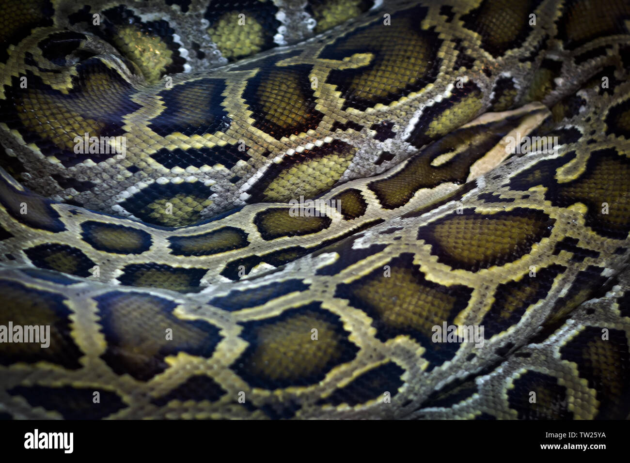 cobra snake skin from real reptile with rainbow glossy in dark light Stock Photo