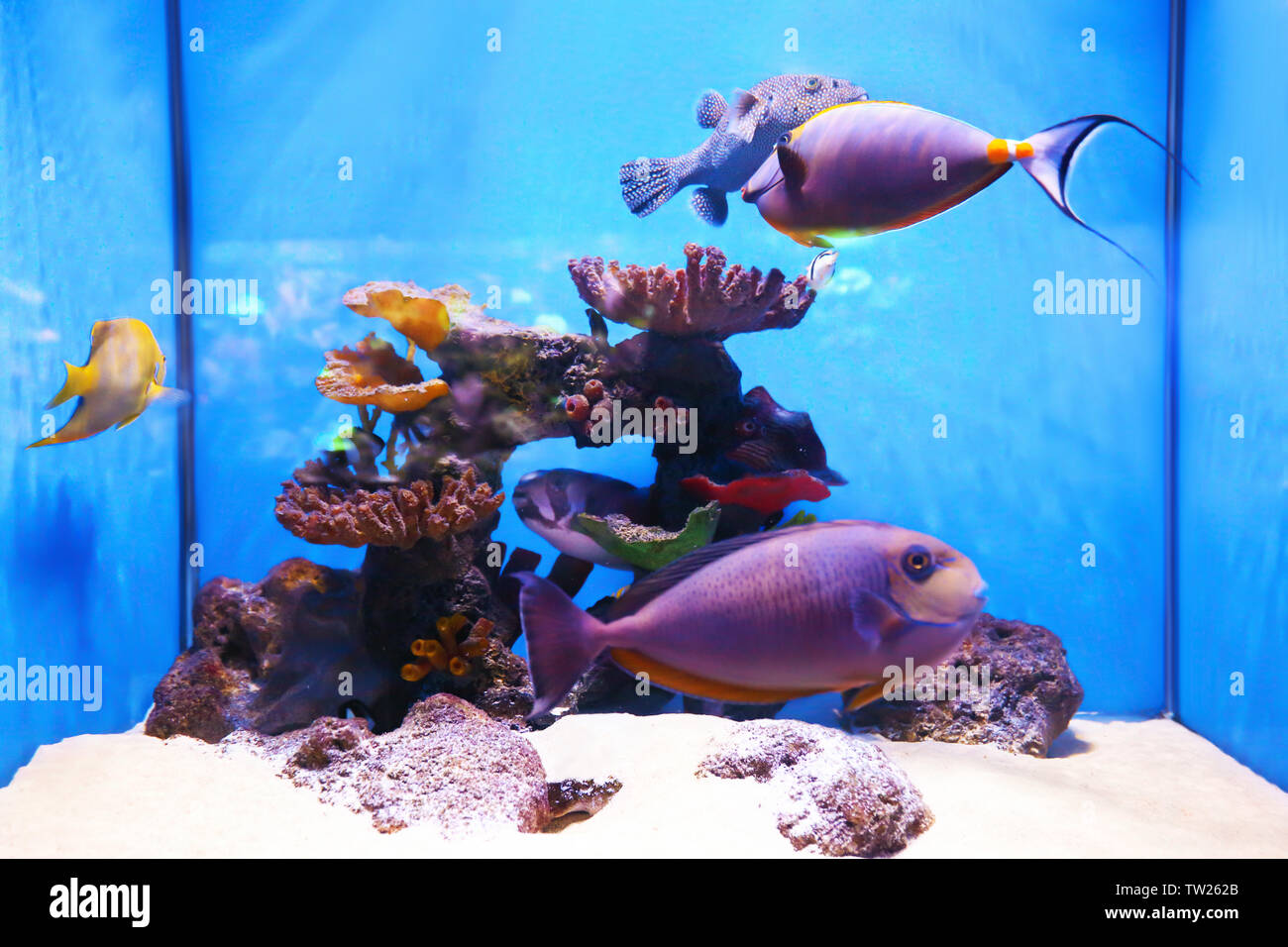 Exotic sea fishes in aquarium Stock Photo