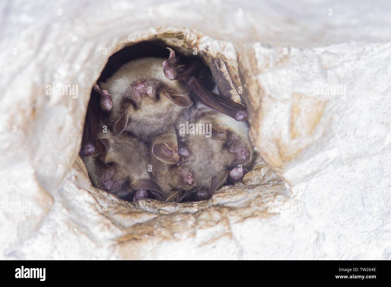 Close up group of strange animals Greater mouse-eared bats Myotis myotis hanging upside down in the hole of the cave and hibernating. Wildlife. Stock Photo
