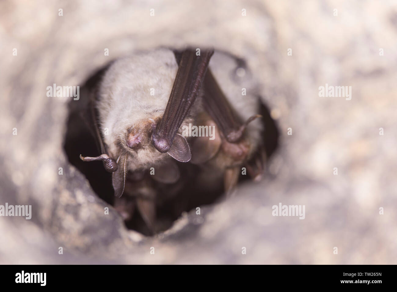Close up group of strange animals Greater mouse-eared bats Myotis myotis hanging upside down in the hole of the cave and hibernating. Wildlife. Stock Photo