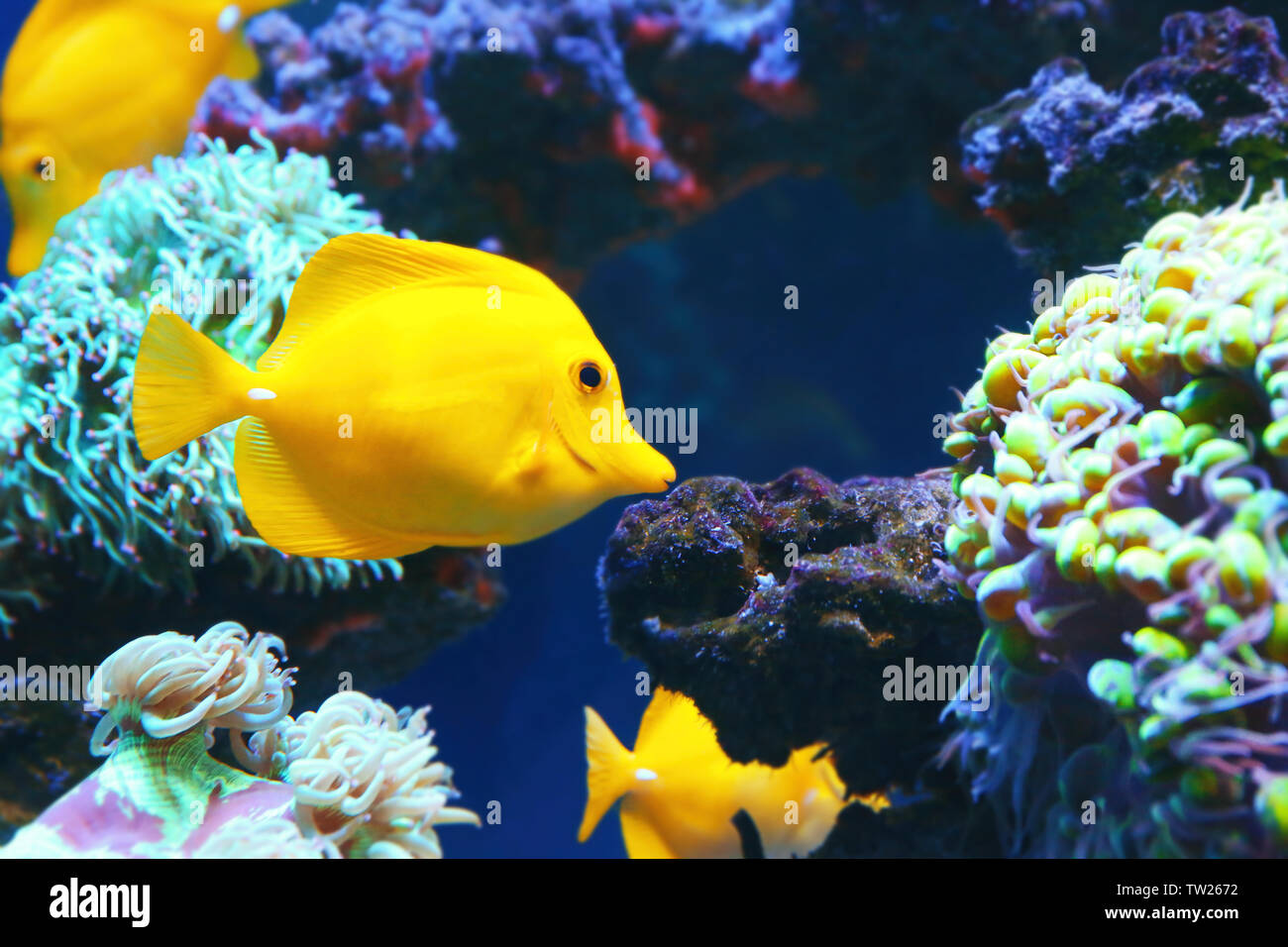 Exotic coral fish in aquarium Stock Photo