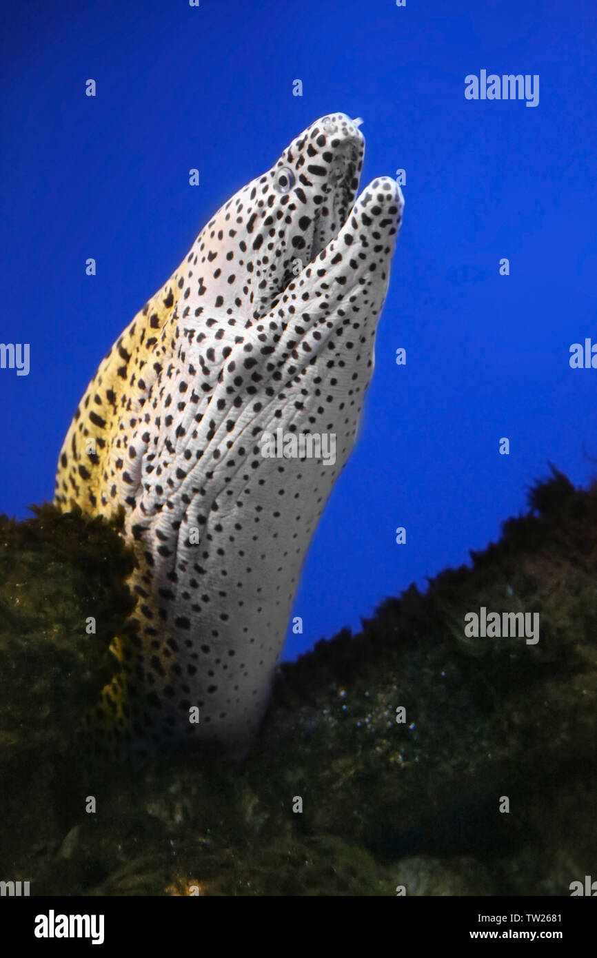 Spotted moray eel in aquarium Stock Photo