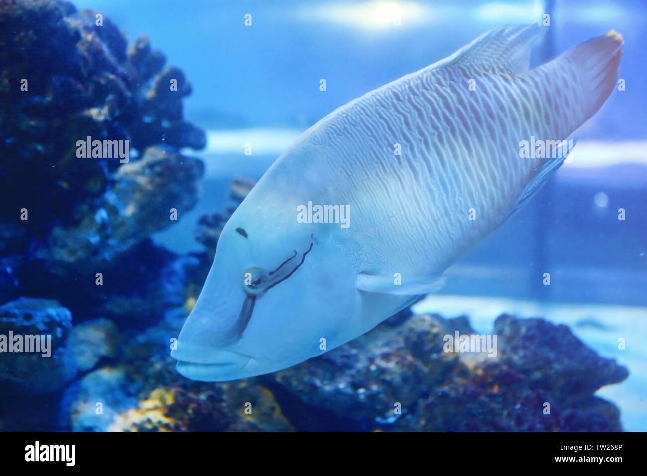 Exotic sea fish in aquarium Stock Photo