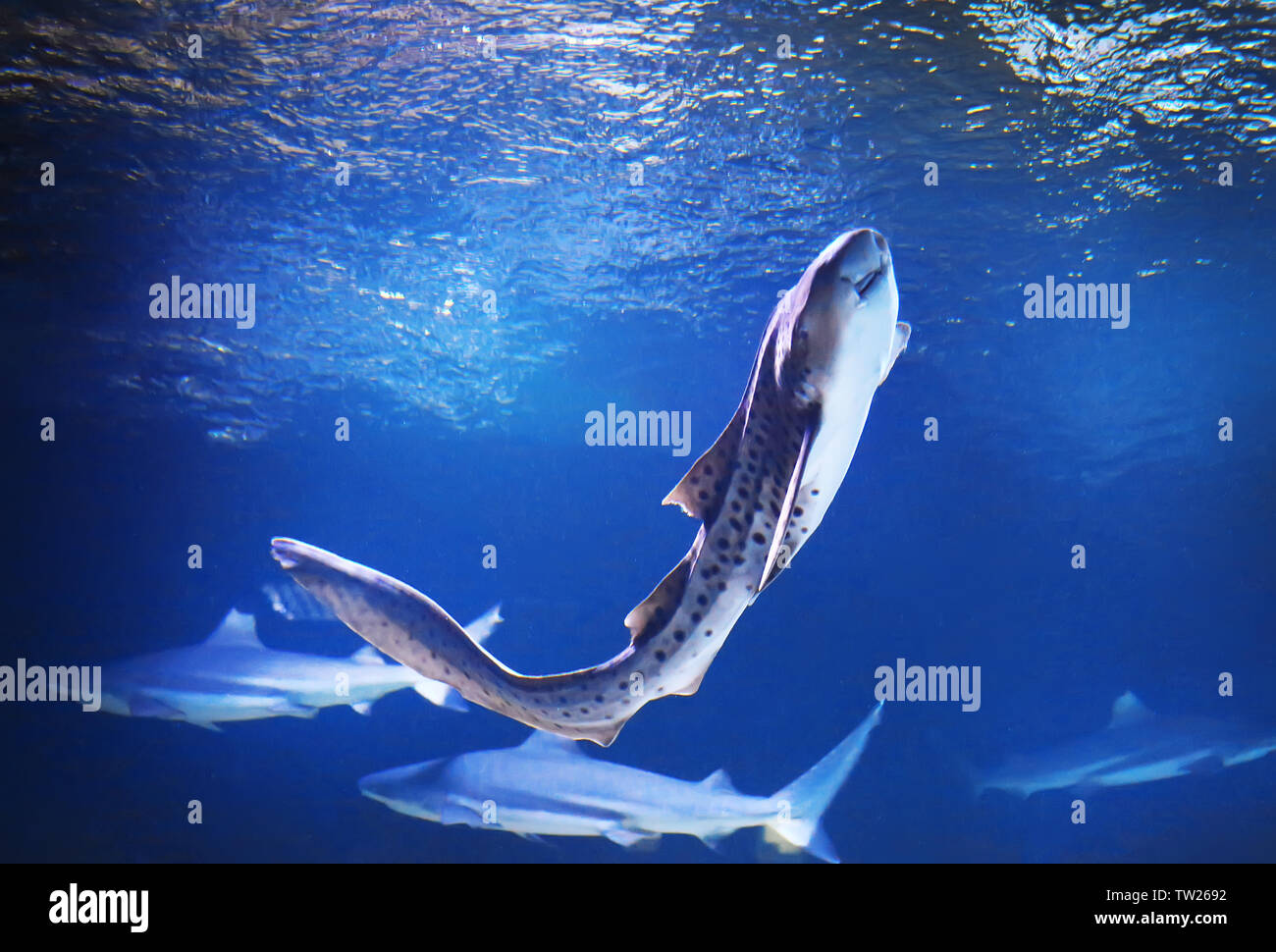 Cat shark swimming in big aquarium Stock Photo